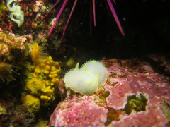Acanthodoris hudsoni