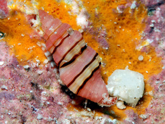 Lienardia giliberti