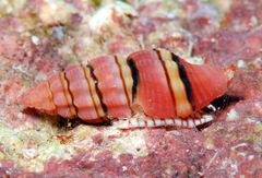 Lienardia giliberti