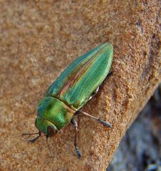 Aristosoma suturalis