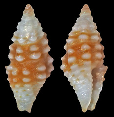 Acrista tuberculifera