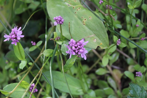 Plectritis congesta