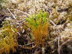 Tetraplodon mnioides