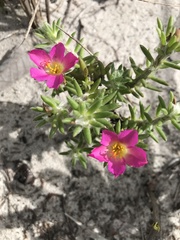 Portulaca giuliettiae