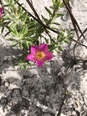 Portulaca giuliettiae