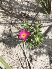 Portulaca giuliettiae