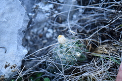 Mammillaria prolifera