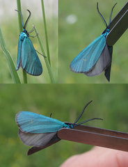 Jordanita globulariae