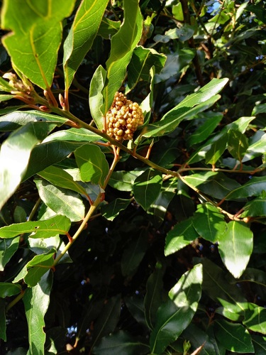 Cecidophyopsis malpighianus