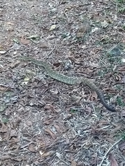 Crotalus durissus terrificus
