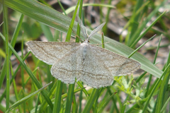 Perconia strigillaria