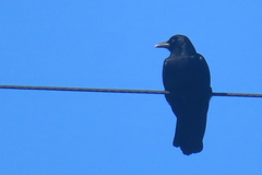 Corvus brachyrhynchos