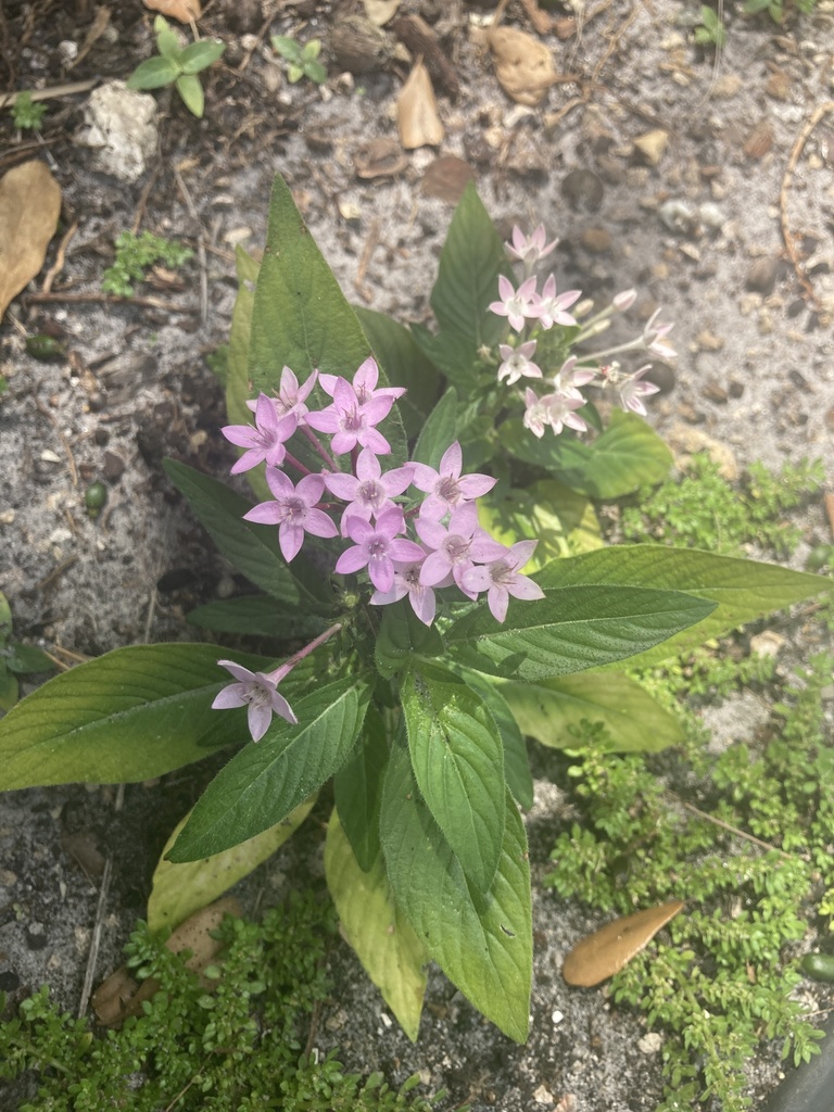 Pentas lanceolata, Pines Blvd, Pembroke Pines, FL, US