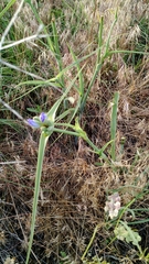 Tradescantia occidentalis