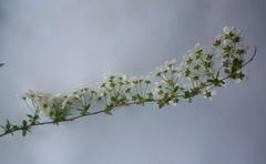 Spiraea cinerea