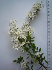 Spiraea cinerea