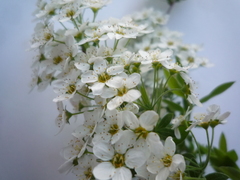 Spiraea cinerea