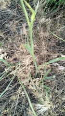 Tradescantia occidentalis