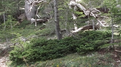 Juniperus communis hemisphaerica