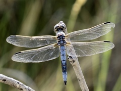 Libellula composita