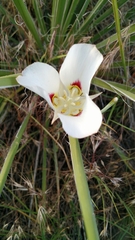 Calochortus nuttallii