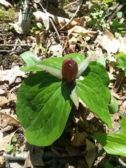 Trillium sessile