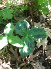 Trillium sessile