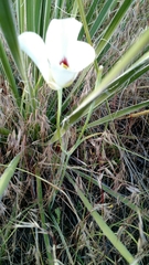 Calochortus nuttallii