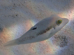 Canthigaster bennetti