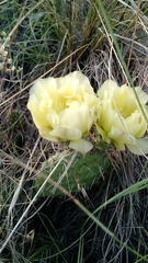 Opuntia polyacantha