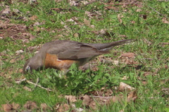 Turdus migratorius