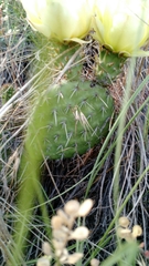 Opuntia polyacantha