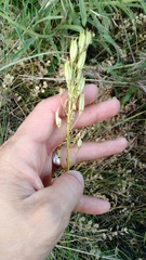 Toxicoscordion venenosum