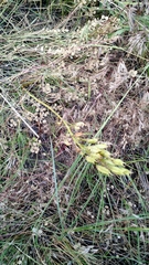 Toxicoscordion venenosum