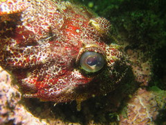 Hemilepidotus hemilepidotus