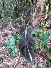 Dioscorea dodecaneura