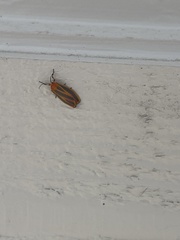 Hypoprepia miniata