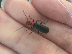 Podabrus conspiratus