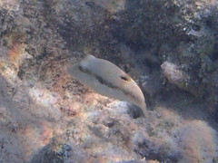 Canthigaster bennetti