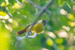 Erythrocercus livingstonei