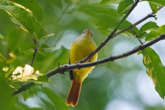 Erythrocercus livingstonei