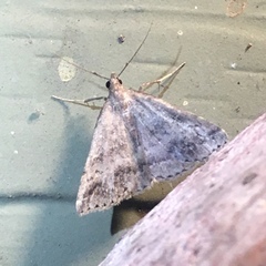 Renia flavipunctalis