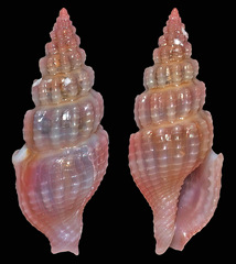 Lienardia roseotincta