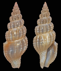 Lienardia roseotincta