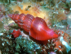 Lienardia roseotincta