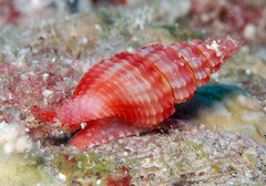 Lienardia roseotincta