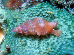 Lienardia roseotincta