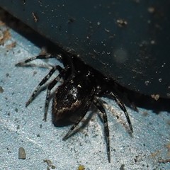 Euryopis funebris