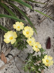 Portulaca giuliettiae