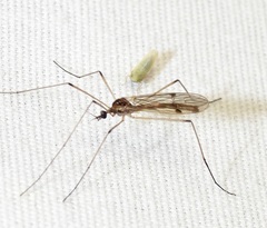 Teucholabis complexa